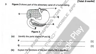 2022 internal Biology paper 2 Digestive system in mammals questions and answers