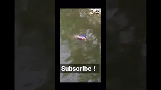 Crocodile Is Seen Swimming Around With A Woman In Its Mouth