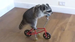 These funny raccoons will make you laugh - Funny and cute raccoon compilation