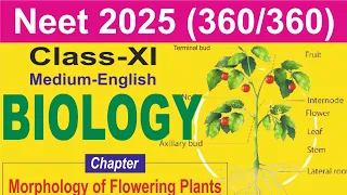 Morphology of Flowering Plants Class 11th and NEET