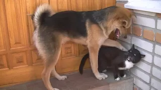 Драка Пес и Кот (dog and cat fight) Смешное видео 2018