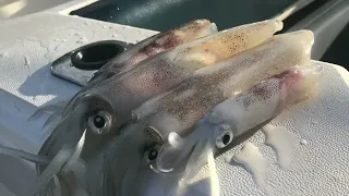 Sydney Squid Sessions - BaldMan Fishing