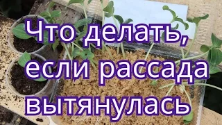 Вытянулась рассада огурцов/тыквы/кабачков.Что делать.(04.05.2016)