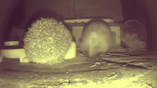 Hedgehog Sex & Mating: Hedgehog Haven
