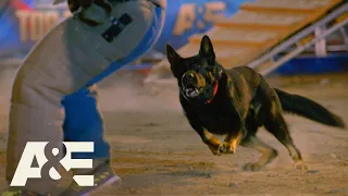 Purple Heart Winning K9 RACES to Beat Live PD's Team Fuze | America's Top Dog (Season 1) | A&E