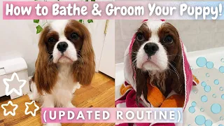 How to Bathe & Groom Your Puppy! | *Updated Routine* | Cavalier King Charles Spaniel