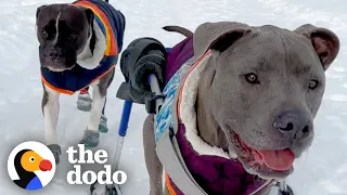 Pittie Brothers Have The Most Special Bond | The Dodo