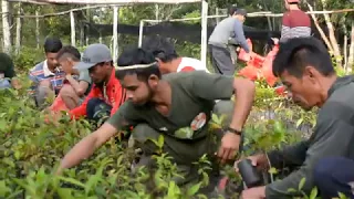 Tree Planting in Indonesia | One Tree Planted