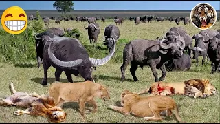 Löwe gegen Büffel I Wer gewinnt? I Bloody Nature