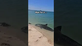 Watch your toes!! 🦈🐅🤯A tiger shark was spotted ON the shore. Captured by Ruthy Roo #shark #nature