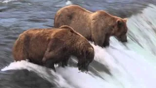 Katmai Bears 2012