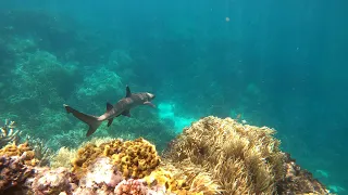 The Great Barrier Reef - Swimming with Sharks and Turtles in 4k!