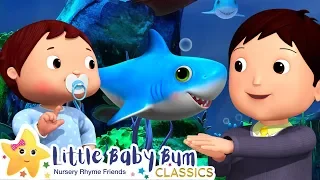 Original Baby Shark Dance | Little Baby Bum | Baby Songs and Kids Cartoons