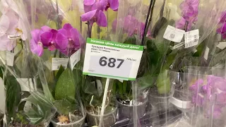 завоз орхидей от 687 рублей ОБЗОР сортовые орхидеи
