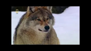 National Geographic 2017 - National Geographic Wild Russia - Arctic [Animal Documentary]