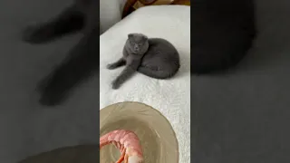 Кот и креветка 😳