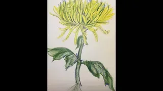 Рисуем вместе желтую хризантему