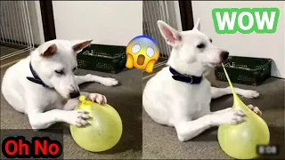 Baby Dogs 🔘 Cute and fuuny Dog video.compilation # 28/30 minutes of funny puppy videos