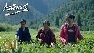 【走出茶马古道】第1集：奇幻茶路 | 腾讯视频 - 纪录片