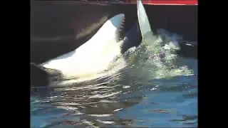 Luna the Orca With First Nations Canoes (Raw Footage)