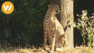 Gepard | Unsere Tierwelt (Kurze Tierdokumentation)