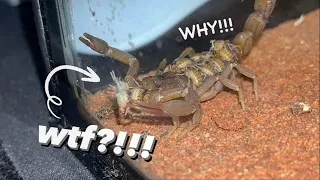 SCORPION Gave Birth, then ATE her BABIES ALIVE !!!