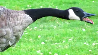 Canada Geese Honking Flying / Angry Hissing at Each Other
