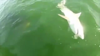 【衝撃】サメが巨大魚に一口で飲み込まれる信じられない映像