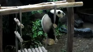 Hilariously Clumsy Cute Panda Cub