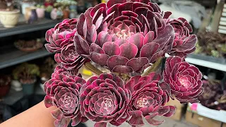 Korean succulents for sell. A lot Aeonium  if you like call me or massage me thanks 4088163228
