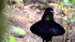 BBC Planet Earth - Birds of Paradise Mating Dance Remix