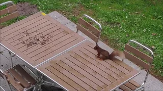 Cross Red Squirrel, Whinfell Center Parcs, Cumbria, May 2019