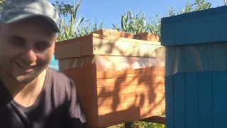 Обробка бджіл від кліща АПІВАРО || BeeWell - ветеринарні препарати для бджільництва