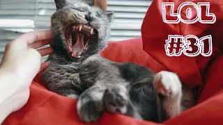 🤣Смешные Животные -  Я Ржал до слез😸Смешные Кошки Приколы с Кошками собаками #31 Funny cats video