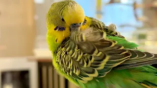 Kiwi the parakeet talks, chatters, sleeps, and then preens