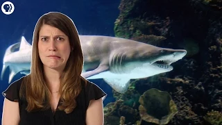 Why Most Sand Tiger Sharks Die in the Womb