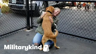 Dogs lose it when their military heroes come home | Militarykind