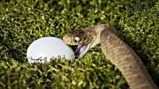 Высиживают ли змеи яйца? Рубрика - Причуды природы