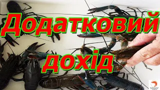 Доп дохід на раках АККР у себе вдома або гаражі!