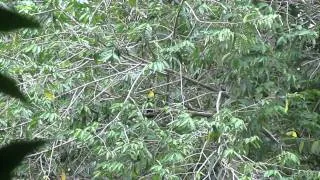 Toucan hopping in the trees