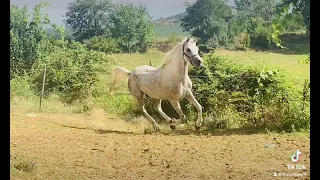 Kuajt e Gazit Burrel! Arabian Horse Albania 🇦🇱!