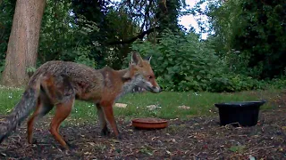 Male Fox Stands Guard While Helper Fox Eats #animalbehavior #wildlife