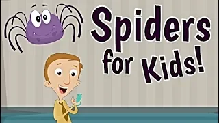 Spiders for Kids