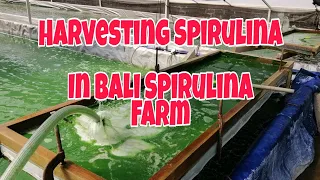 Harvesting Spirulina | Bali Spirulina Farm