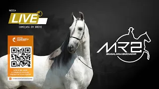 Live de Criação Haras MR2