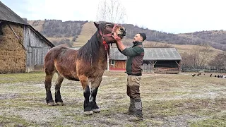 UN OM GOSPODAR,CRESTE OI SI VACI.RADU MANDRUT DE LA TARLUNGENI NE PREZINTA ANIMALELE.