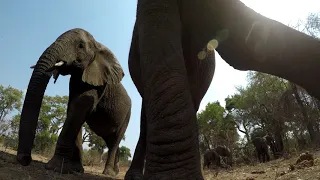 Gopro: Curious elephant with Gopro