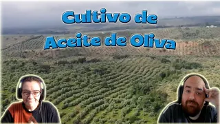 Cómo se cultiva un olivar de Montoro en un olivar de montaña. Argentinos reaccionan