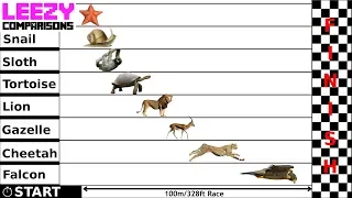 Speed Comparison: Slow VS Fast | LeeZY Comparisons