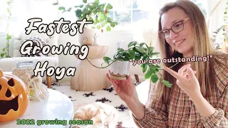 My Fastest Growing Hoya | Growing Season 2022 | Outstanding Hoya